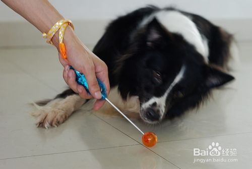 宠物指挥官：[9]如何教狗躺下