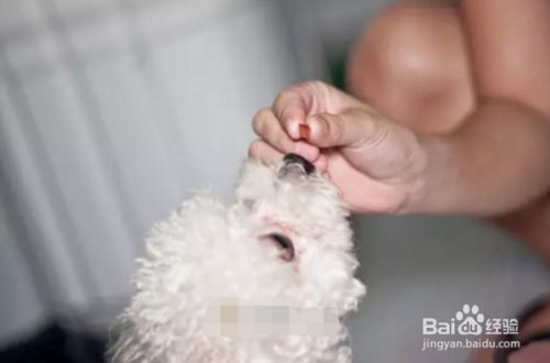 如何训犬握手视频教程