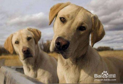 如何训犬握手视频教程