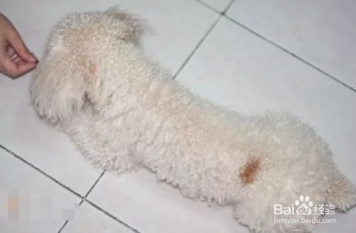 如何训犬握手视频教程