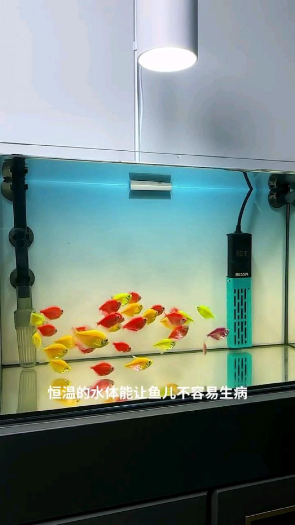 家用鱼缸恒温加热棒_智能鱼缸加热器_冬季鱼缸保暖技巧_鱼缸加热棒怎么选_加热棒使用方法