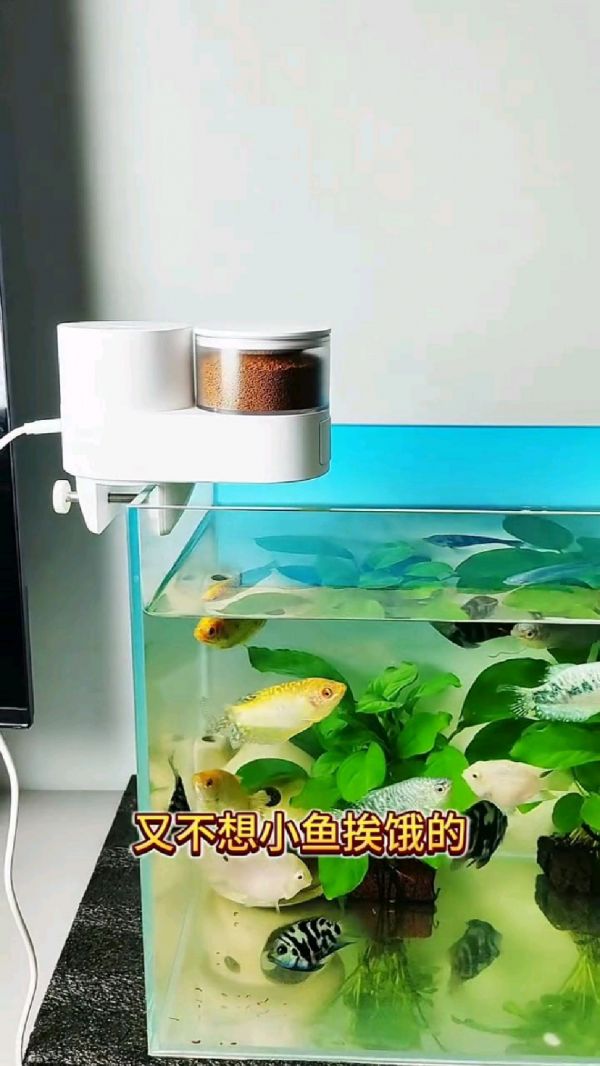 自动鱼缸喂食器_智能养鱼设备_养鱼神器推荐_外出养鱼解决方案_智能鱼缸喂食机_智能宠物喂食器_鱼缸自动喂食器_养鱼人必备神器
