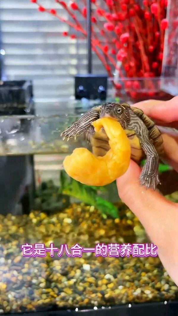乌龟粮哪个牌子好_乌龟饲料推荐_养龟需要准备什么_养龟攻略_如何挑选健康的乌龟