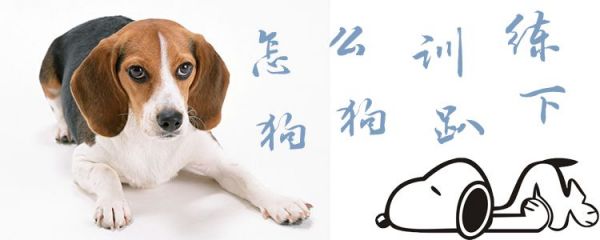 如何训练狗趴下1