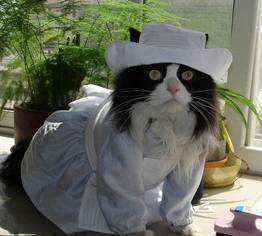 怎样对骨折猫咪进行急救治疗