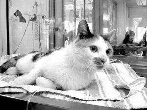 怎样对骨折猫咪进行急救治疗
