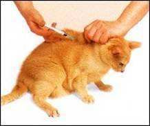 怎样对骨折猫咪进行急救治疗