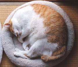 怎样对骨折猫咪进行急救治疗
