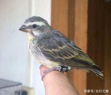 5种羽毛漂亮的观赏鸟七彩文鸟色彩艳丽，却是纯天然的