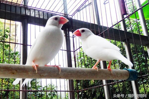 白文鸟最适合初学者饲养,但有这种举动的白文鸟买不得