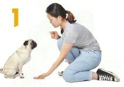 狗狗握手训练详细方法