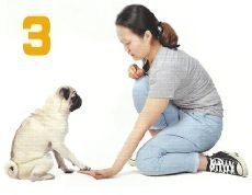 狗狗握手训练详细方法