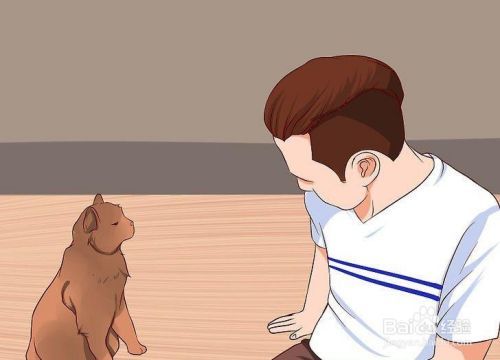 如何停止对猫的恐惧