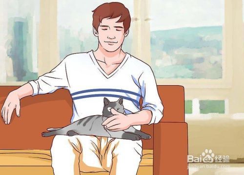 如何停止对猫的恐惧