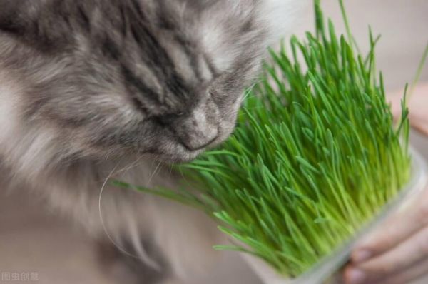 猫毛球症状怎么治疗?处理毛球症的正确方法