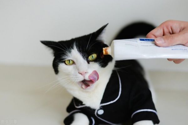 猫毛球症状怎么治疗?处理毛球症的正确方法
