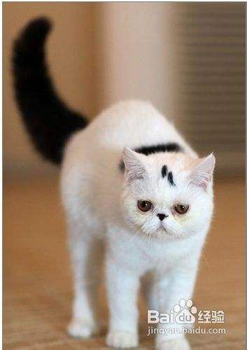 如何清除减少室内猫的毛球