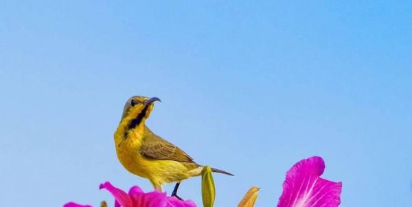 如何饲养铜喉花蜜鸟（宠物鸟类养护技巧大全）