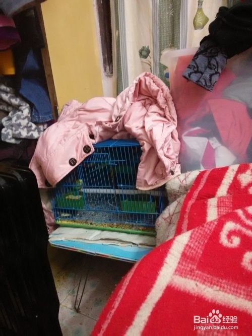 怎么让虎皮鹦鹉安然度过冬天