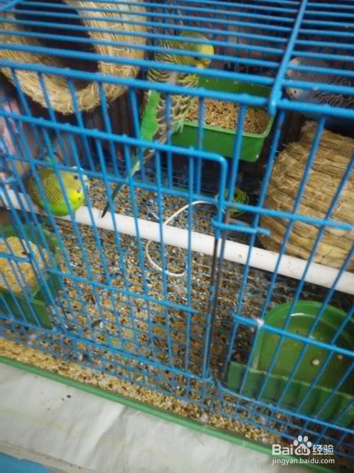 怎么让虎皮鹦鹉安然度过冬天