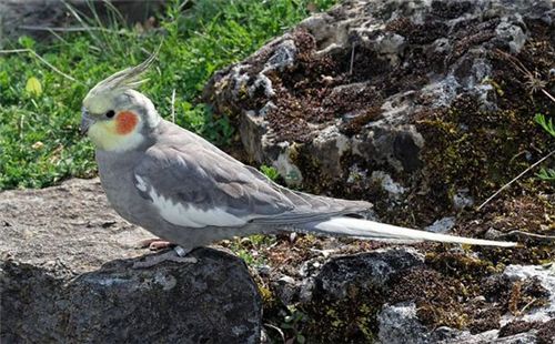 鸡尾鹦鹉