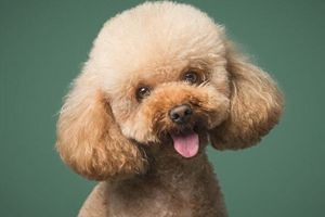 泰迪生狗要注意什么