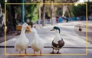 两只白色的鸭子和一只白色、棕色和蓝绿色的鸭子站在人行道上。 照片由 Josue Michel 在 Unsplash 上拍摄。
