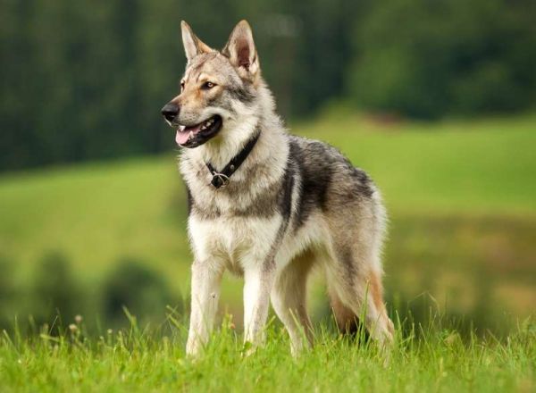 想要拥有英气逼人的捷克狼犬？购买之前务必注意这几点