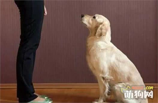 训犬，从“服从性”训练开始