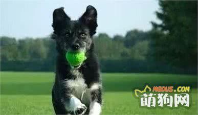 训犬，从“服从性”训练开始