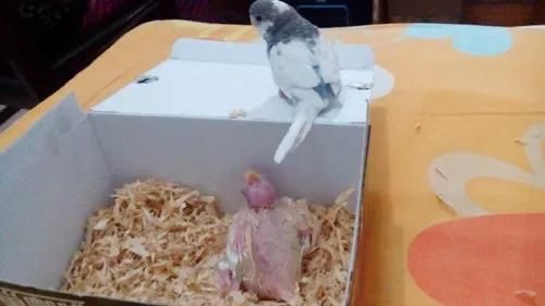 手养鹦鹉教程 想手养必看教程