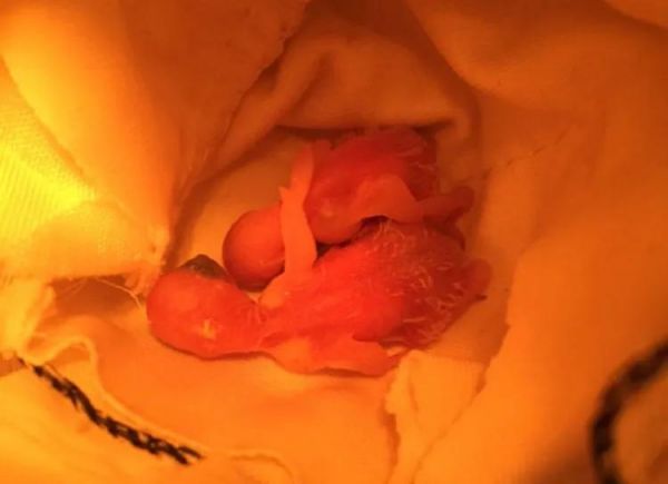 手养鹦鹉教程 想手养必看教程