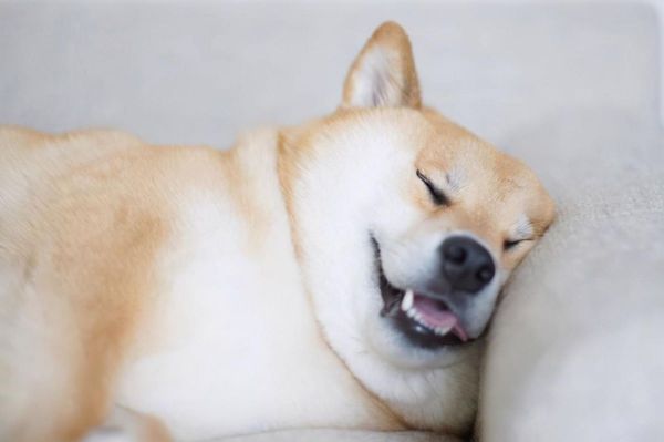 狗吃老鼠药会死吗