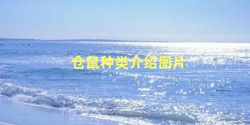 仓鼠种类介绍图片