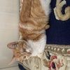 不知到楼上那个人把猫扔到油烟机烟道了,救上来后很黏人,家里有对猫过敏的,所以养不了,求好心人收养,送半袋猫粮
