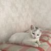9月初捡的小猫,公的,找人无偿领养
