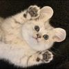 自家小猫生的毛孩子