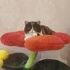 CFA加菲波斯猫舍 喜欢猫咪的联系
