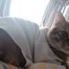 橘猫找领养