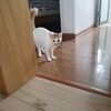 工作原因无法继续宠养
