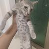 布偶串串免费找领养