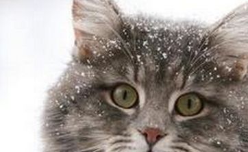 如何给自己的猫咪洗澡？