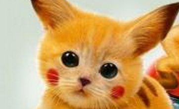 如何给自己的猫咪洗澡？