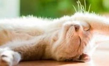 如何给自己的猫咪洗澡？
