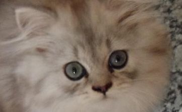 如何给自己的猫咪洗澡？