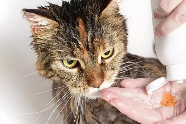 猫咪在宠物店洗澡真的有必要吗？教你怎么在家洗出宠物店的效果