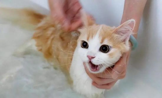 如何让猫咪不害怕洗澡