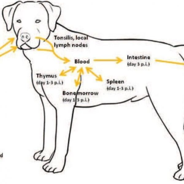季节性犬细小病毒感染：了解不同阶段感染概率