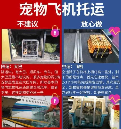 如何安全地托运雪纳瑞乘坐飞机（关注宠物健康和舒适，让出行更便捷）