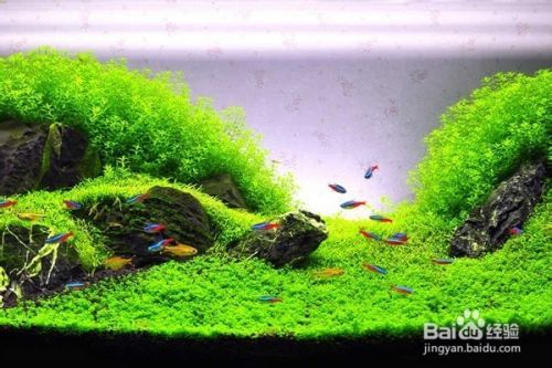 水草缸如何清除褐藻及其他藻类